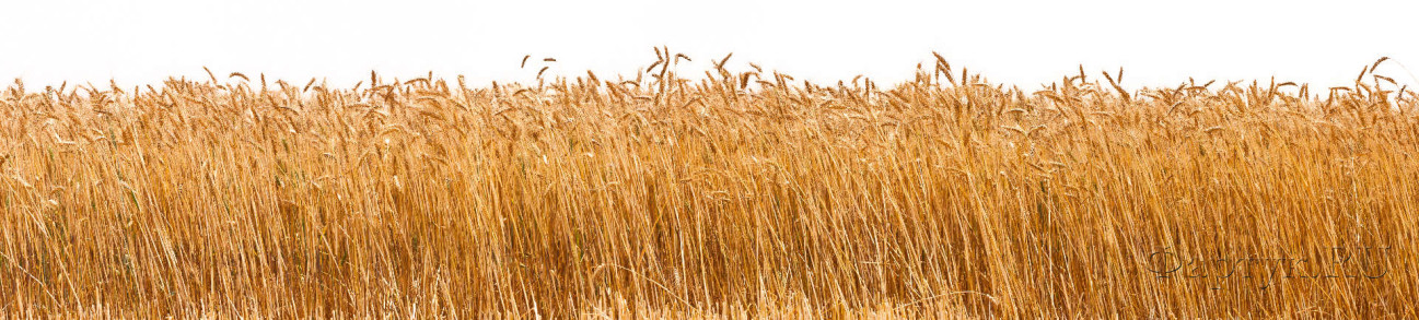 Скинали — Колосья пшеницы