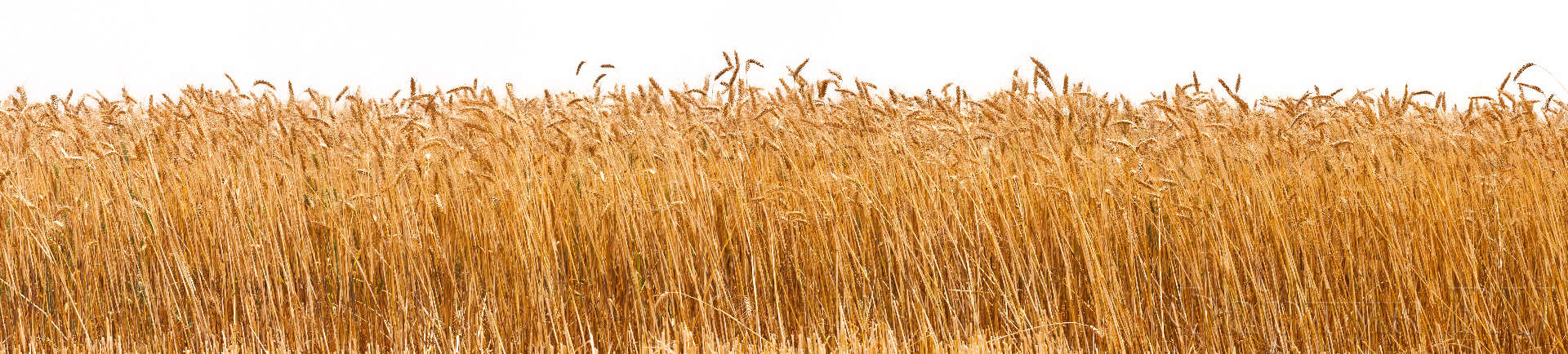 Поле пшеницы на белом фоне