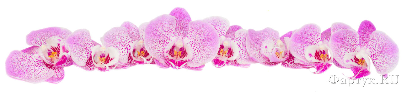 Скинали — Розовые орхидеи на белом фоне