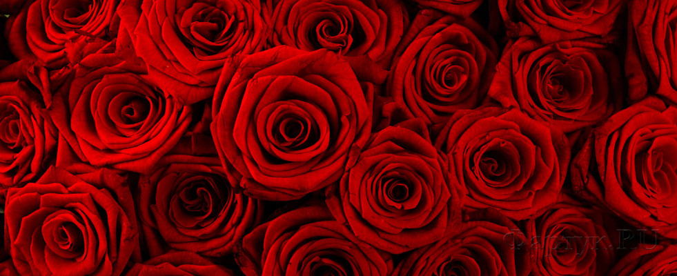Скинали — Бордовые розы