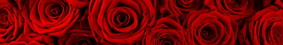 Скинали — Бордовые розы