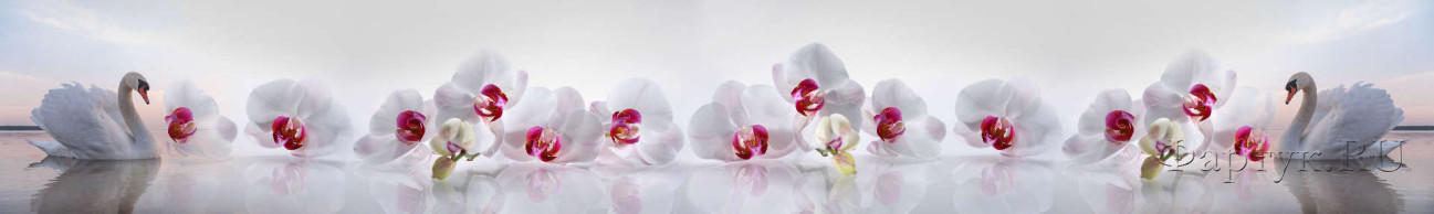Скинали — Белые орхидеи и лебеди 