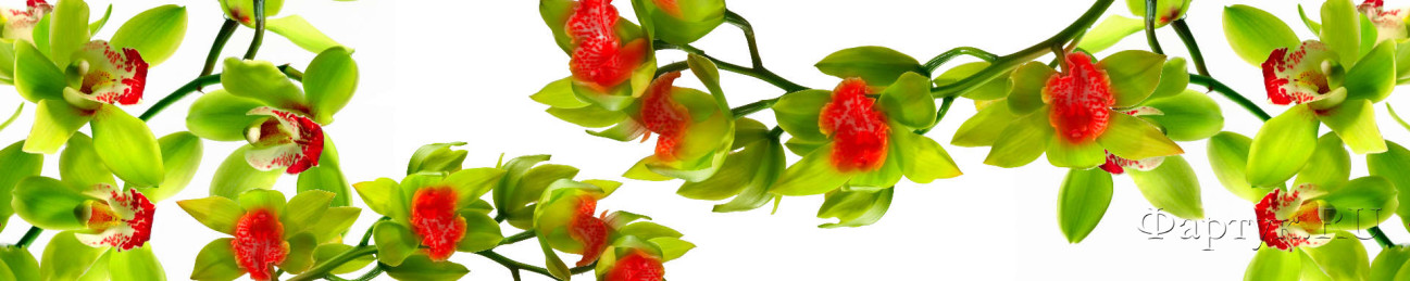 Скинали — зеленые орхидеи