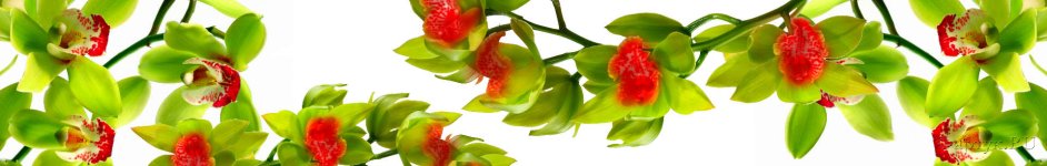 Скинали — зеленые орхидеи