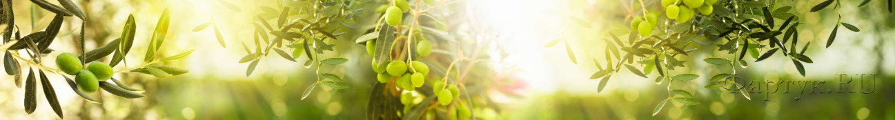 Скинали — Зеленое оливковое дерево