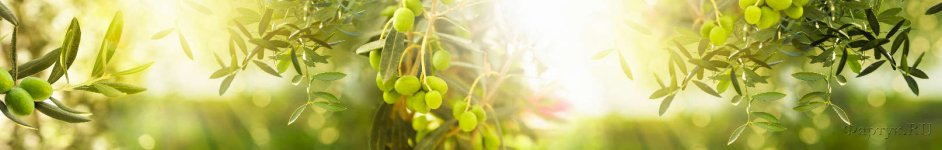 Скинали — Зеленое оливковое дерево