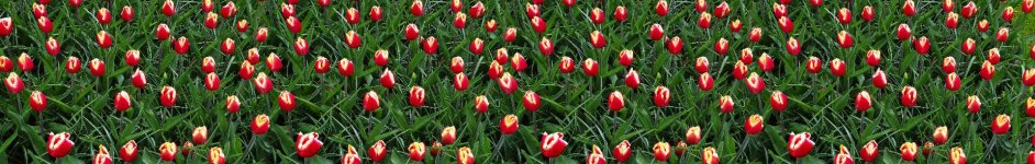 Скинали — Тысячи тюльпанов 