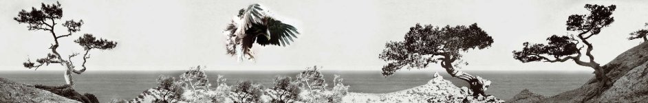 Скинали — Черно-белый пейзаж скалы у моря и орел