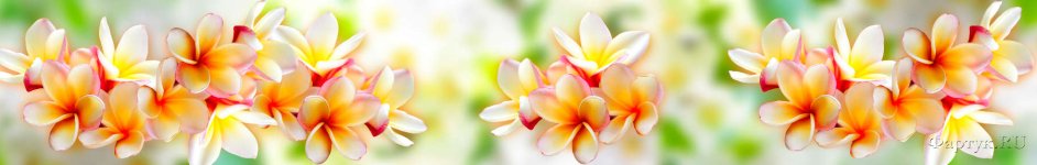Скинали — Красивые цветы на расплывчатом фоне