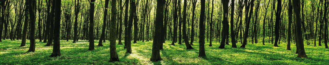 Скинали — Панорама зеленого леса