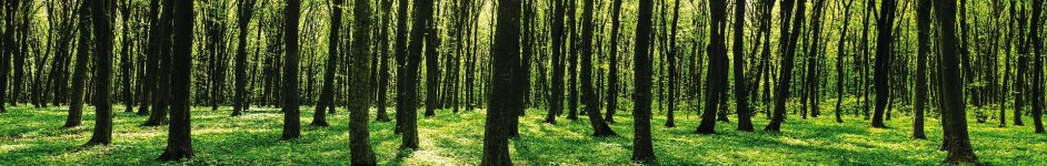 Скинали — Панорама зеленого леса