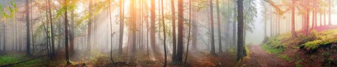 Скинали — Лучи солнца в лесу