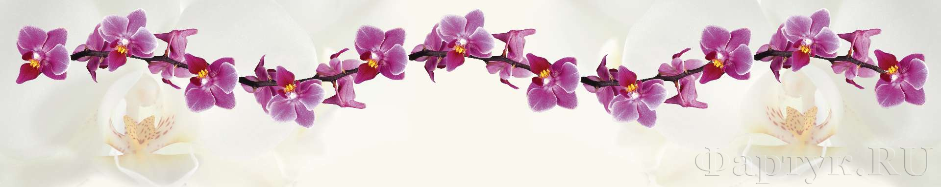 Ветки фиолетовой орхидеи