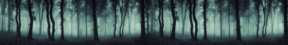 Скинали — Туманный фон елового леса в холодных тонах