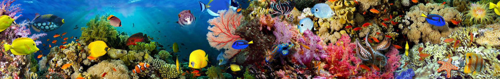 Кораллы, подводный мир