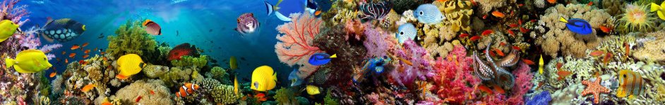 Скинали — Кораллы, подводный мир