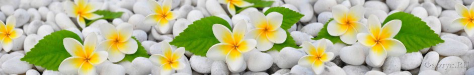 Скинали — Белые цветы на белых галечных камнях