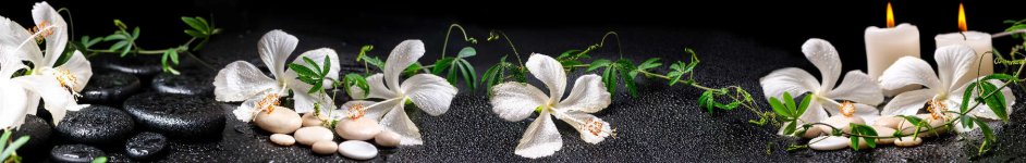 Скинали — Белые цветы на камнях