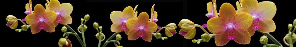 Скинали — Желтые орхидеи на черном фоне