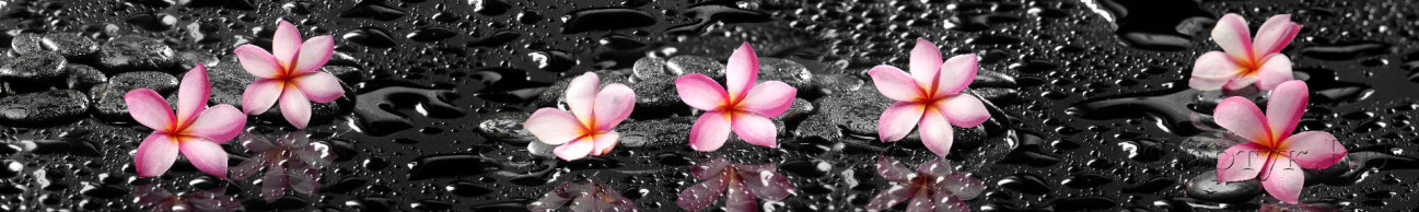 Скинали — Цветы в каплях воды на черном фоне