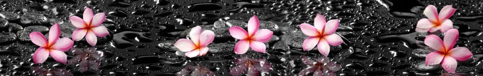Скинали — Цветы в каплях воды на черном фоне