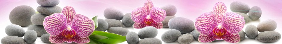 Скинали — Орхидеи и камни на розовом фоне