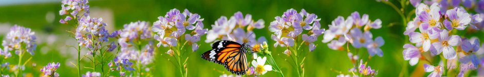 Скинали — Бабочка на ароматных полевых цветах 