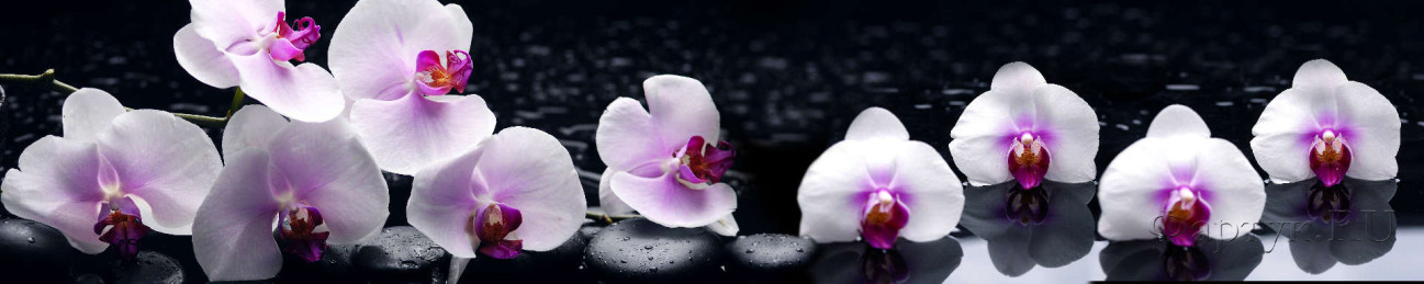 Скинали — Белые орхидеи на воде