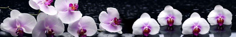 Скинали — Белые орхидеи на воде