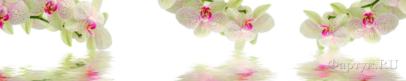 Скинали — Орхидеи над водой