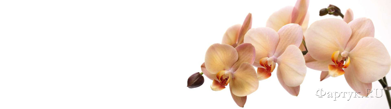 Скинали — Крупная ветка орхидеи