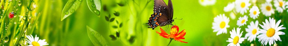 Скинали — Бабочка на ромашках