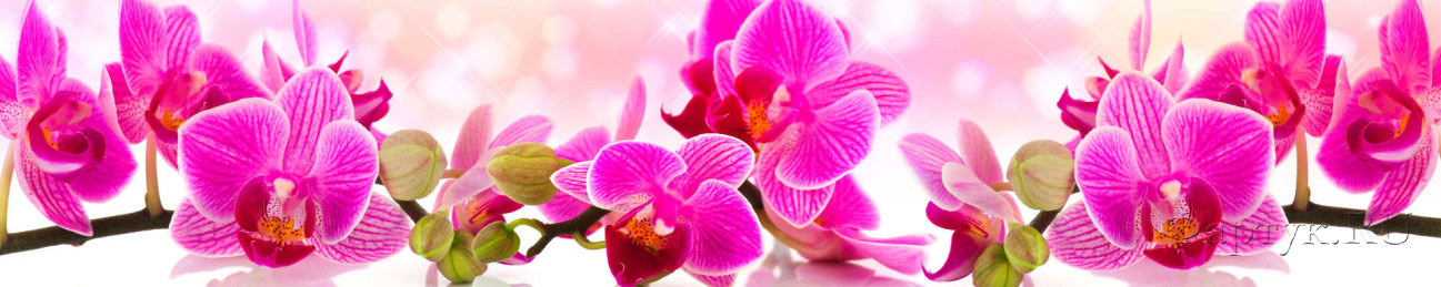 Скинали — Ярко-розовые орхидеи на розовом фоне