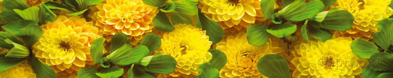 Скинали — Крупные желтые цветы