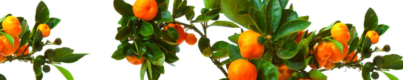 Скинали — Спелые мандарины на ветке 