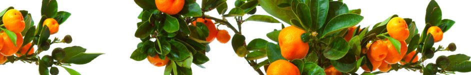 Скинали — Спелые мандарины на ветке 