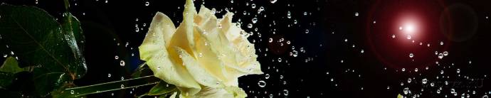 Скинали — Белая роза на черном фоне в брызгах воды