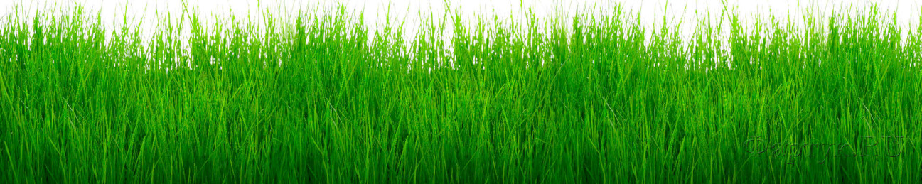Скинали — Густая зеленая трава