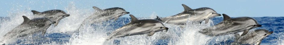 Скинали — дельфины на волнах