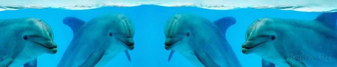 Скинали — Дельфины
