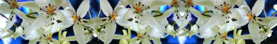 Скинали — Белые лилии на синем фоне