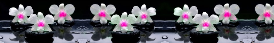 Скинали — Нежные орхидеи на камнях