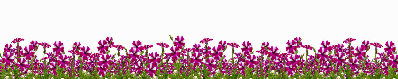 Скинали — Яркие полосатые цветы