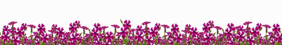 Скинали — Яркие полосатые цветы