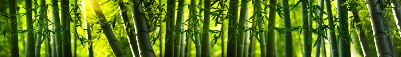 Скинали — Бамбуковые заросли