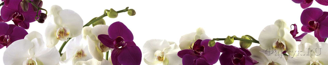 Скинали — Белые и фиолетовые орхидеи