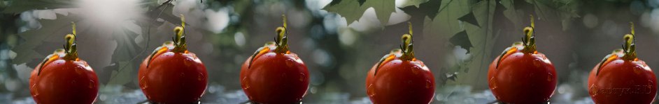 Скинали — Свежие помидоры и солнечные лучи 