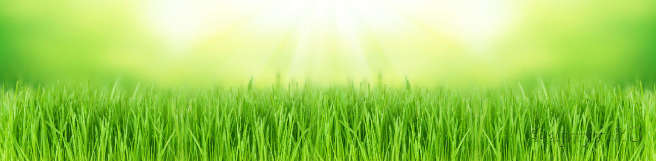 Скинали — Зеленая трава и лучи солнца