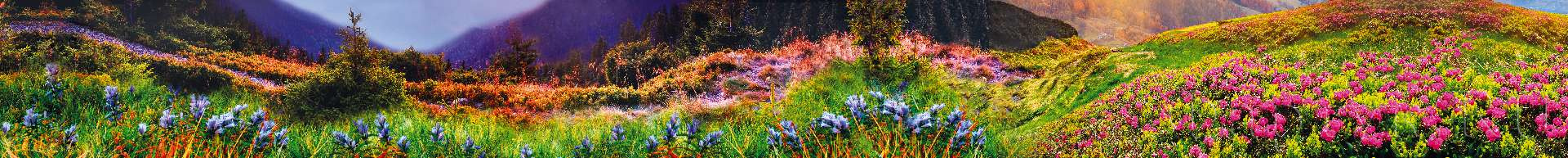 Цветочная поляна в горах