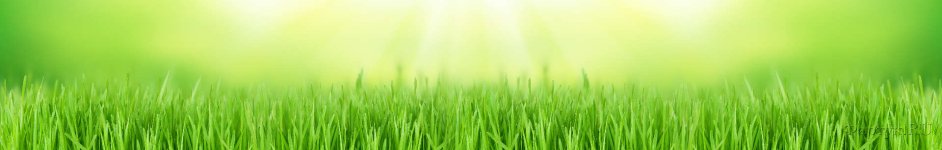 Скинали — Зеленая трава и лучи солнца